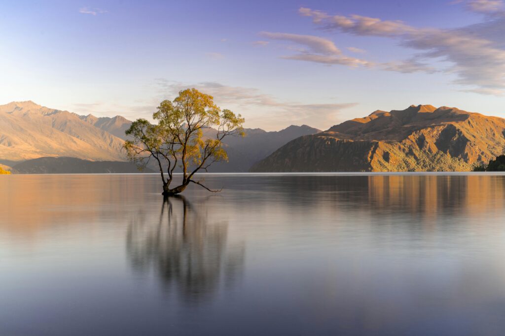 Famous Wanaka Tree in New Zealand